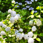 【画像】紫陽花と湘南の絶景を堪能！　江の島中津宮の水琴窟で美しい音色の涼に包まれる 〜 画像1