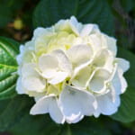 【画像】紫陽花と湘南の絶景を堪能！　江の島中津宮の水琴窟で美しい音色の涼に包まれる 〜 画像1