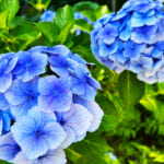 【画像】紫陽花と湘南の絶景を堪能！　江の島中津宮の水琴窟で美しい音色の涼に包まれる 〜 画像1
