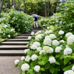 【画像】横浜「八景島シーパラダイス」で第25回あじさい祭が開催中！　帰りは最寄りの金沢八景でうな重に舌鼓 〜 画像1