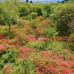 【画像】北関東のツツジの楽園を満喫！　登山あり滝巡りありのアクティビティを堪能 〜 画像1