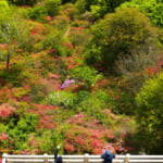 【画像】北関東のツツジの楽園を満喫！　登山あり滝巡りありのアクティビティを堪能 〜 画像1
