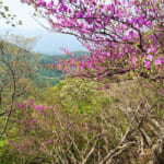 【画像】北関東のツツジの楽園を満喫！　登山あり滝巡りありのアクティビティを堪能 〜 画像1