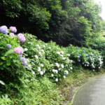 【画像】近年注目赤丸上昇中の「葛原岡神社」で鎌倉紫陽花巡りを堪能 〜 画像1