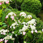 【画像】近年注目赤丸上昇中の「葛原岡神社」で鎌倉紫陽花巡りを堪能 〜 画像1