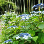 【画像】古都鎌倉の山ノ内で紫陽花を愛でる！　竹林×紫陽そして贅沢な庭園鑑賞を満喫 〜 画像1