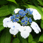 【画像】古都鎌倉の山ノ内で紫陽花を愛でる！　竹林×紫陽そして贅沢な庭園鑑賞を満喫 〜 画像1