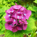 【画像】古都鎌倉の山ノ内で紫陽花を愛でる！　竹林×紫陽そして贅沢な庭園鑑賞を満喫 〜 画像1