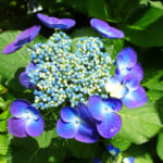 【画像】古都鎌倉の山ノ内で紫陽花を愛でる！　竹林×紫陽そして贅沢な庭園鑑賞を満喫 〜 画像1