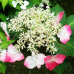 【画像】古都鎌倉の山ノ内で紫陽花を愛でる！　竹林×紫陽そして贅沢な庭園鑑賞を満喫 〜 画像1