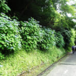 【画像】古都鎌倉の山ノ内で紫陽花を愛でる！　竹林×紫陽そして贅沢な庭園鑑賞を満喫 〜 画像1