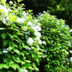 【画像】古都鎌倉の山ノ内で紫陽花を愛でる！　竹林×紫陽そして贅沢な庭園鑑賞を満喫 〜 画像1