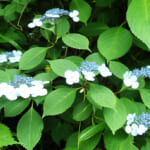 【画像】古都鎌倉の山ノ内で紫陽花を愛でる！　竹林×紫陽そして贅沢な庭園鑑賞を満喫 〜 画像1