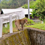 【画像】暖かい季節は遭遇率がアップ？　アウトドア時に注意したい危険な害獣とその対処法とは 〜 画像1