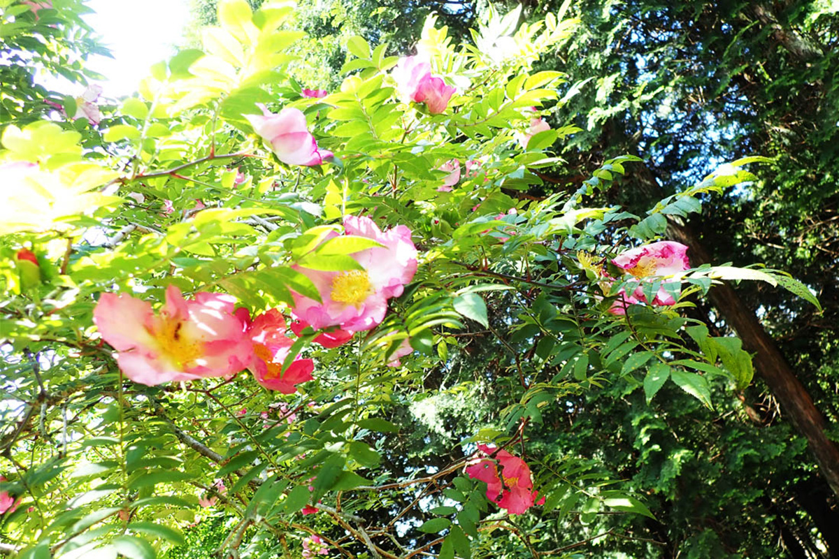 地域限定の貴種に逢いに行く！ 枝先に一輪のエレガントな初夏の花