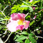 【画像】地域限定の貴種に逢いに行く！　枝先に一輪のエレガントな初夏の花「サンショウバラ」の咲く不老山ハイクを堪能 〜 画像1