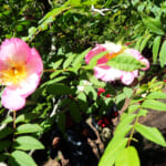 【画像】地域限定の貴種に逢いに行く！　枝先に一輪のエレガントな初夏の花「サンショウバラ」の咲く不老山ハイクを堪能 〜 画像1