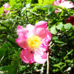 【画像】地域限定の貴種に逢いに行く！　枝先に一輪のエレガントな初夏の花「サンショウバラ」の咲く不老山ハイクを堪能 〜 画像1