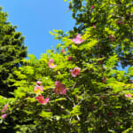 【画像】地域限定の貴種に逢いに行く！　枝先に一輪のエレガントな初夏の花「サンショウバラ」の咲く不老山ハイクを堪能 〜 画像1