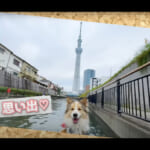 【画像】愛犬タナがSUPで落水するハプニングも…!?　運河から世界一のタワーを見上げる水上散歩に「気持ちよさそう！」のコメントが溢れる 〜 画像1