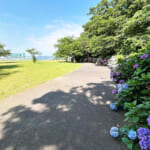 【画像】横須賀美術館でアート鑑賞＆紫陽花を愛でる！　そこで出会ったハート型の紫陽花に魅せられる 〜 画像1