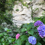 【画像】横須賀美術館でアート鑑賞＆紫陽花を愛でる！　そこで出会ったハート型の紫陽花に魅せられる 〜 画像1