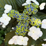 【画像】横須賀美術館でアート鑑賞＆紫陽花を愛でる！　そこで出会ったハート型の紫陽花に魅せられる 〜 画像1