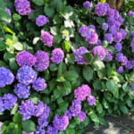 【画像】横須賀美術館でアート鑑賞＆紫陽花を愛でる！　そこで出会ったハート型の紫陽花に魅せられる 〜 画像1
