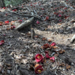 【画像】その山頂は行き止まり？　誰にも会うことがない六甲山のマイナーピークを登る「小天狗山」探索 〜 画像1