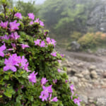 【画像】ミヤマキリシマに彩られた雄大なる九州の山旅！　霧雨に煙るくじゅう連山の主峰「久住山」を歩く 〜 画像1