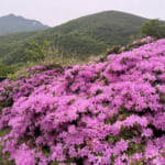 【画像】ミヤマキリシマに彩られた雄大なる九州の山旅！　九州の名だたる山々を睥睨する「大船山」登山 〜 画像1