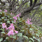 【画像】ミヤマキリシマに彩られた雄大なる九州の山旅！　九州の名だたる山々を睥睨する「大船山」登山 〜 画像1