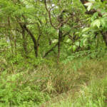 【画像】苦手な虫から肌を守る！　山歩きで虫に刺されないための「虫除け」対策の基本とは 〜 画像1