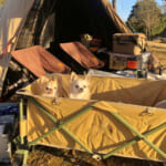 【画像】キャンプ時に「アウトドアワゴン」はいる？　いらない？　迷ったときの判断ポイントと便利な活用方法とは 〜 画像1