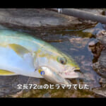 【画像】ヒラマサ釣りの好漁場「対馬」でメーターオーバーゲットなるか!?　念願の巨大ヒラマサ釣行が見応えたっぷり 〜 画像1