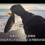 【画像】オオニベをゲットしたのはまさかのサーフ？　全国を旅する釣り師が「釣り人生最高の幸運」と称する衝撃の釣果を目撃 〜 画像1
