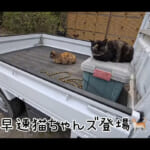 【画像】電車とバス、そして徒歩で向かう！　可愛い猫たちに癒やされまくる素敵過ぎるキャンプ場で「女子ソロキャン」を満喫 〜 画像1