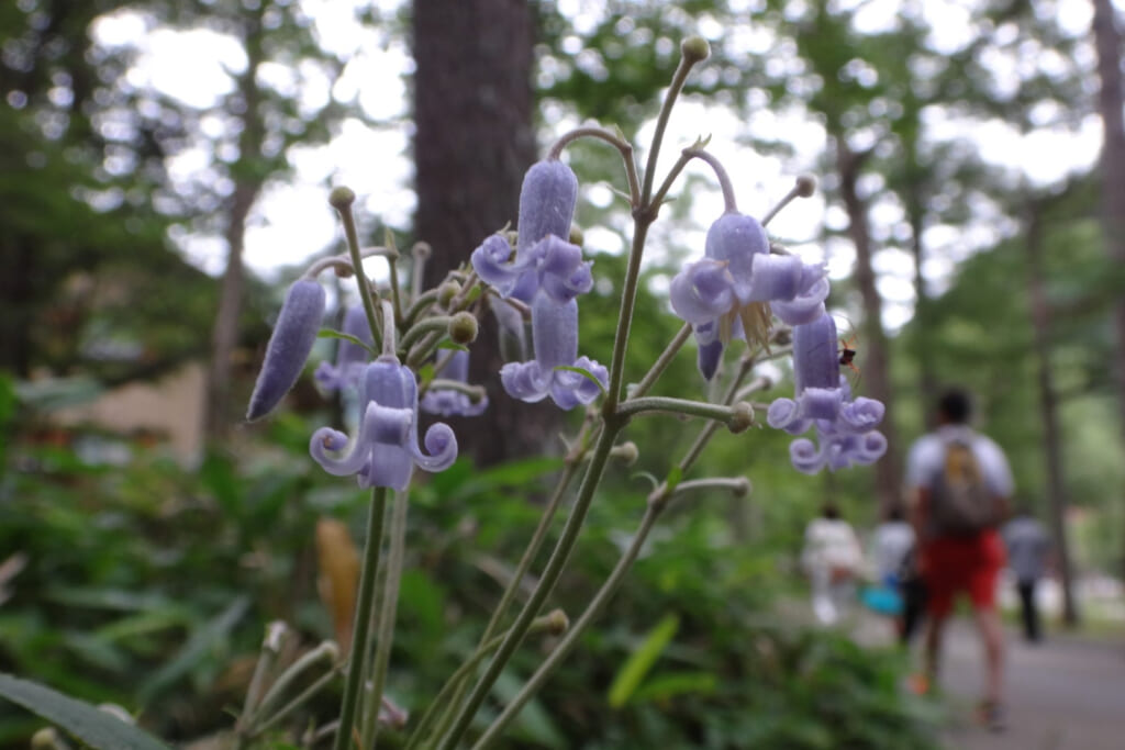 登山道を歩く人と花