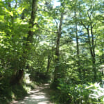 【画像】普段から身に付けてる“イヤホン”もNG!?　山行時は控えたいラジオや音楽の聴取で危険に晒されることも 〜 画像1