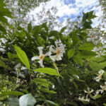 【画像】知る人ぞ知る水場と岩場を探索！　ルートファインディングが楽しいマイナールート「道畔谷北尾根」 〜 画像1