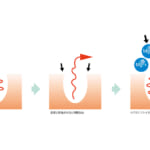 【画像】クラゲに刺されにくくなる？　高校生の発想から生まれた日焼け止め「JELLYS GUARD」の新作が登場 〜 画像1