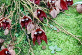 アリストロキア・サルバドレンシス／アップ