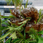 【画像】なんじゃこりゃ⁉︎　思わず二度見する温室の変わった植物5選 〜 画像1