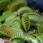 【画像】なんじゃこりゃ⁉︎　思わず二度見する温室の変わった植物5選 〜 画像1