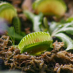 【画像】なんじゃこりゃ⁉︎　思わず二度見する温室の変わった植物5選 〜 画像1