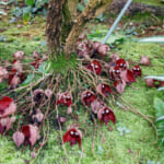 【画像】なんじゃこりゃ⁉︎　思わず二度見する温室の変わった植物5選 〜 画像1