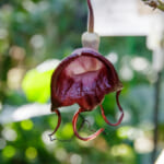 【画像】なんじゃこりゃ⁉︎　思わず二度見する温室の変わった植物5選 〜 画像1