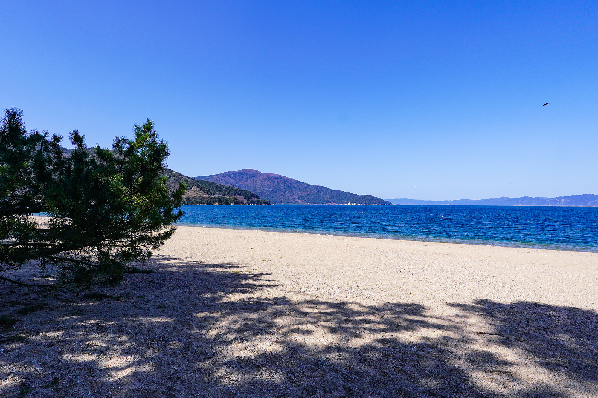 海松、深海松、白珊瑚、38センチ 宝石珊瑚の一種・深海松 | 古美術八光堂の骨董品買取ブログ