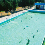 【画像】魚が泳ぐプール？　廃校に新たな息吹を吹き込む全国各地のレジャースポットでアクティビティ体験 〜 画像1
