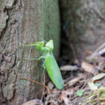 【画像】虫嫌いを悔い改めたくなる？　身近な存在でよく見かける虫の種類と生態系への役割とは 〜 画像1